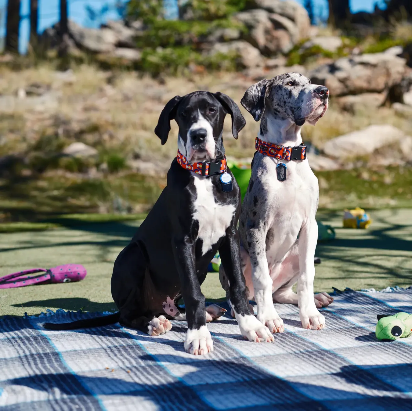 Two Great Danes sitting side by side outdoors, wearing XLK9 collars.