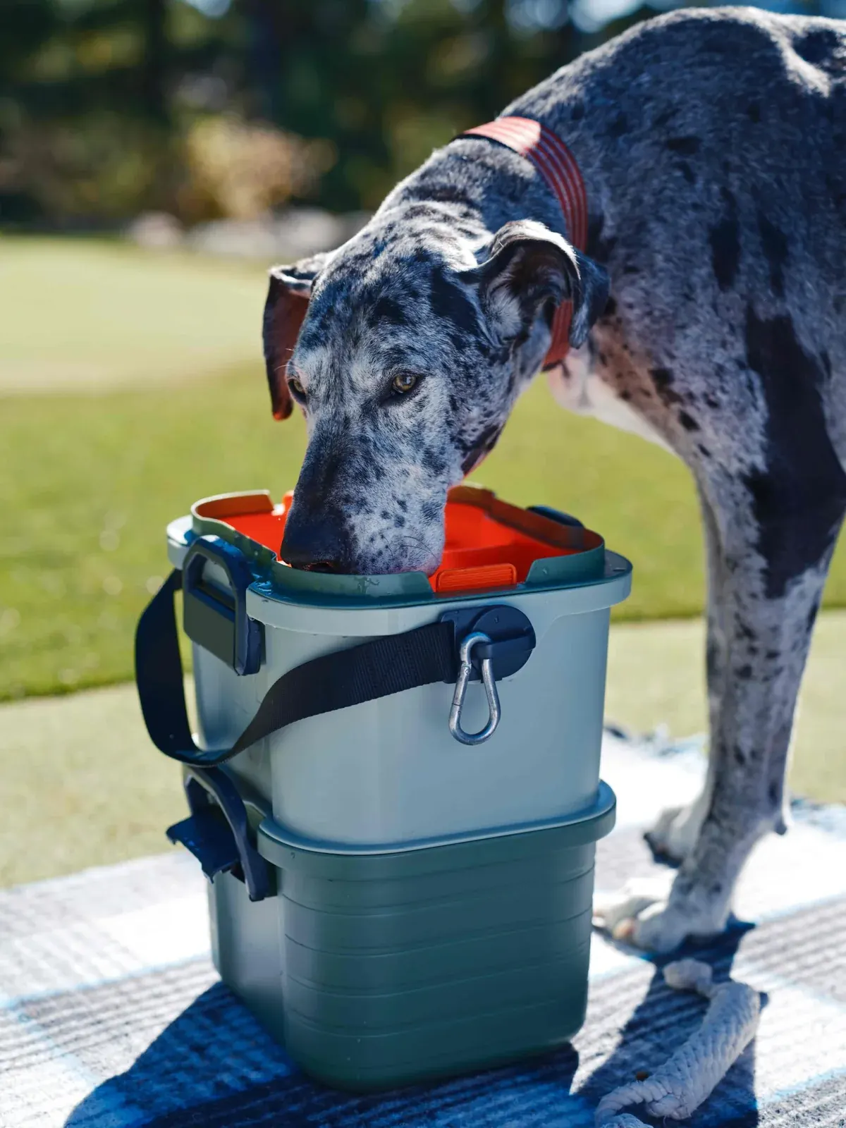 A Great Dane drinking from Basecamp's elevated top-tier feeding station.